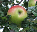 Pom fructifer Măr Pătul - aduce în grădina ta mere gustoase, suculente. Adaptabil și rezistent, este alegerea perfectă pentru o recoltă generoasă!🤩