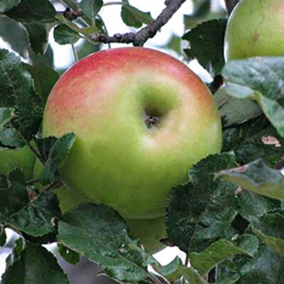 Pom fructifer Măr Pătul - aduce în grădina ta mere gustoase, suculente. Adaptabil și rezistent, este alegerea perfectă pentru o recoltă generoasă!🤩