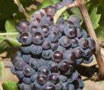 Descoperă Pinot Gris cunoscut pentru aromele sale complexe, care pot include note de pere, mere, piersic.Nu rata 👉️ Comandă acum! 🍇🛒