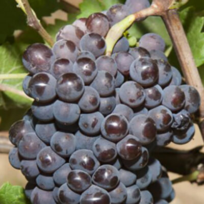 Descoperă Pinot Gris cunoscut pentru aromele sale complexe, care pot include note de pere, mere, piersic.Nu rata 👉️ Comandă acum! 🍇🛒