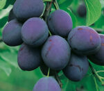 Alege Prun President, pom fructifer perfect pentru industrializare și masă. Fructifică în doar 2-3 ani de la plantare. Comandă acum!🤩