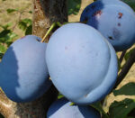 Pom fructifer Prun Record - fructe mari și pulpa suculentă, aromată și fină, potrivit de suculentă. Rezistența sa la îngheț și boli este foarte bună. 👌