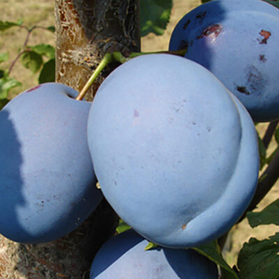 Pom fructifer Prun Record - fructe mari și pulpa suculentă, aromată și fină, potrivit de suculentă. Rezistența sa la îngheț și boli este foarte bună. 👌