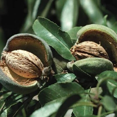 Adăugați o notă exotica grădinii dvs. cu Migdal Record de Teteny. Un pom fructifer deosebit cu fructe dulci și comestibile. 🌿🛒