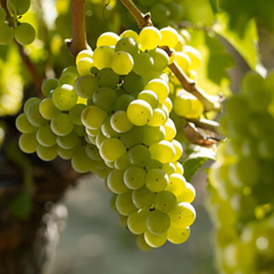 🍇 Descoperă Sauvignon Blanc care este folosit pentru producția de vinuri albe seci și demiseci.Nu rata! 👉️ Comandă acum! 🍇🛒