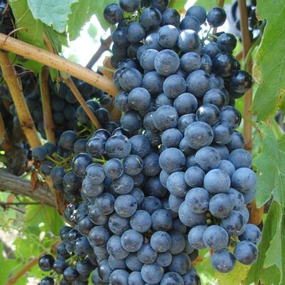 Fetească Neagră este apreciat pentru aromele sale complexe și bogate, care pot include note de fructe de pădure, prune, cireșe negre.Comandă acum! 🍇🛒