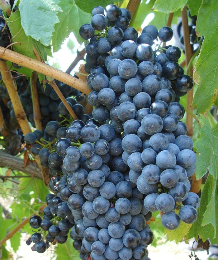 Fetească Neagră este apreciat pentru aromele sale complexe și bogate, care pot include note de fructe de pădure, prune, cireșe negre.Comandă acum! 🍇🛒