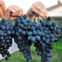 Descoperă deliciosul soi de struguri Moldova, cu boabe mari și gustoase, acoperite cu un strat pronunțat de pruină. Perfect pentru gustările de toamnă! 🍇🛒