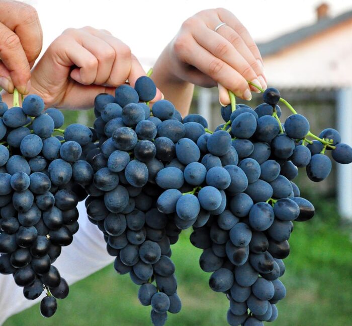 Descoperă deliciosul soi de struguri Moldova, cu boabe mari și gustoase, acoperite cu un strat pronunțat de pruină. Perfect pentru gustările de toamnă! 🍇🛒