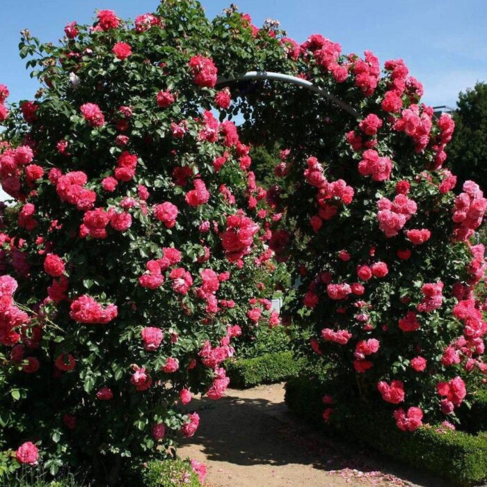 Trandafir de Dulceață la ghiveci este o specie distinctă și fascinantă, cunoscută pentru frumusețea sa delicată și aroma sa dulce. 🌸 🛒