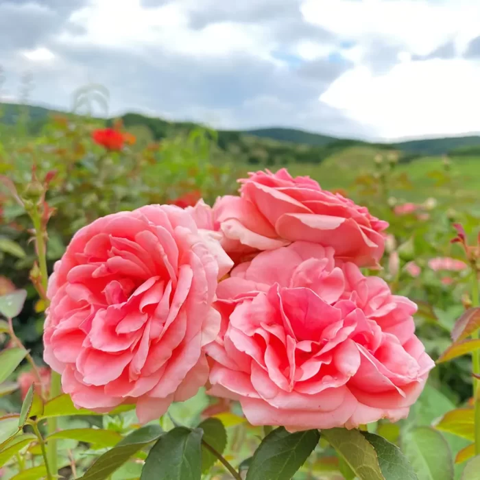 Adauga o nota de eleganta gradinii tale cu Kimono-Park la ghiveci, un trandafir impresionant cu flori parfumate in nuante delicate de roz. 💐🛒