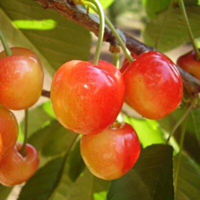 Alegeți Cireșul Vega de vigoare mijlocie spre mare. Fructul are 7g, dulce & gust specific. Perioada de plantare: toamna/primăvara. Comandați!🛒