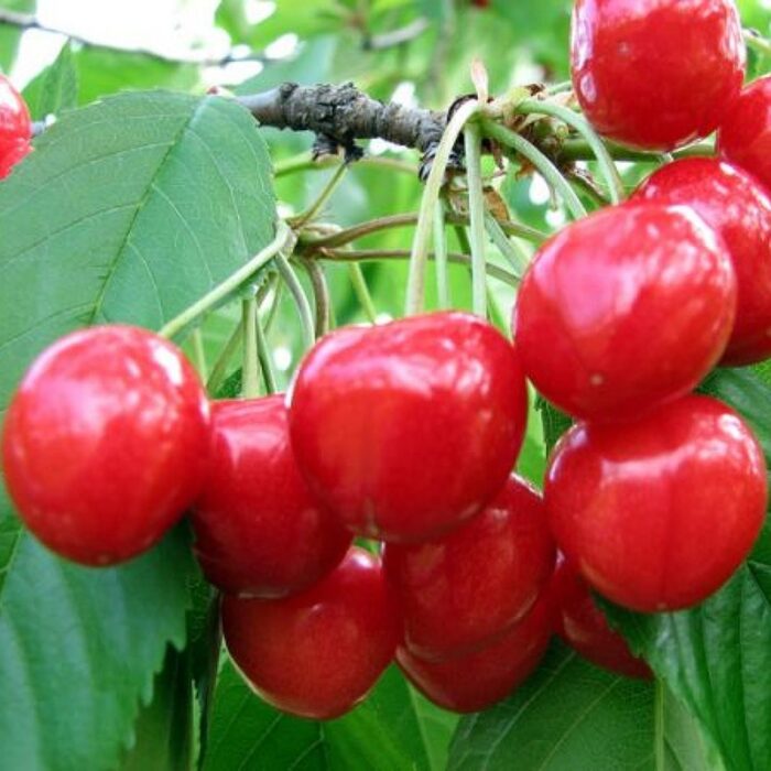 Calitate și gust desăvârșit 👉️ Pom fructifer Vișin Nana. Fructe mari și delicioase, acidulate dulci și perfecte pentru consum. Comandă acum!😍