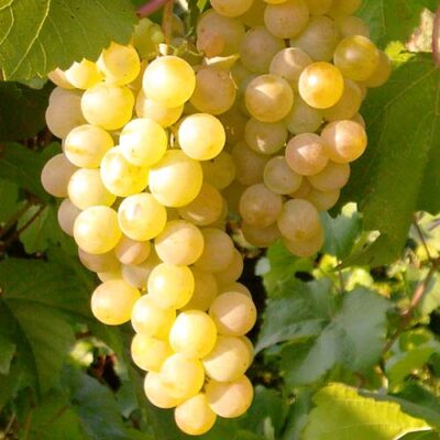 Strugurii "Bianca" preferă solurile bine drenate.Este important să se asigure o bună aerisire a viței de vie pentru a preveni apariția bolilor. 🛒🌿