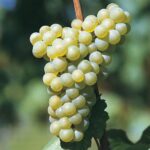 Strugurii Chardonnay se maturizează în general în timpul verii, fiind pregătiți pentru recoltare în lunile august și septembrie. 🛒