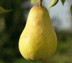 Comandă 👉️ Păr Williams Galben și bucură-te de fructe mari și delicioase. Perfecte pentru mese sau compoturi. Rezistență puternică la îngheț și boli.👌