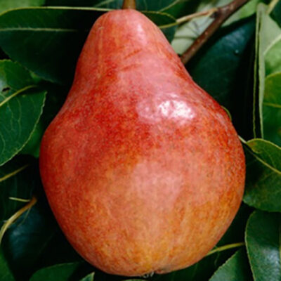 Descoperă fructele mari, foarte fine și aromate ale soiului de păr Williams Roșu. 🔴 Plantează acum și bucură-te de roadele bogate în luna Septembrie!😍