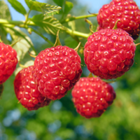 Adaugă un Arbust fructifer Zmeur Tulameen în grădina ta și bucură-te de fructe roșii și aromate. O opțiune excelentă pentru tine! 👌 Comandă acum! 🤩