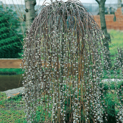 Salix caprea pendula, sau Salcie Plângătoare, este o specie de salcie ornamentată cunoscută pentru frumusețea și eleganța sa .Comandă acum! 🛒