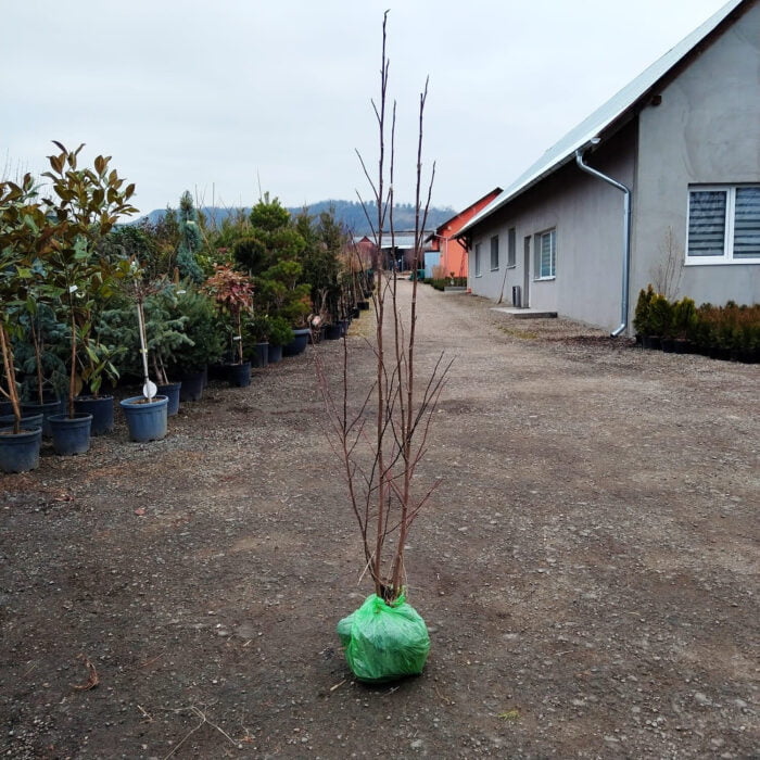 Magnolia Susan - la balot - imagine 2