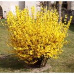 Forsythia - copacul de aur. Transformă-ți grădina într-un colț de rai cu acest arbust superb! ☀️🛒