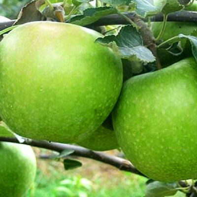 Pom fructifer Măr Granny Smith 👉️se remarcă prin merele sale verzi, crocante și acidulate. Cu o creștere sănătoasă și un gust unic👌