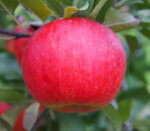 Pom fructifer Măr Topaz 👉️ Fiind un soi autofertil, intră rapid pe rod și oferă o producție abundentă și regulată.🤩 Comandă acum și bucură-te de roade!