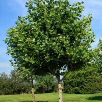 Platanus acerifolia (Platan) la ghiveci