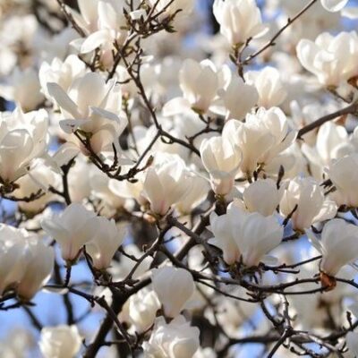 Transformați-vă grădina într-o oază de frumusețe cu magnolia Soulangeana Alba Superba. Florile sale roz și albe vă vor încânta primăvara! 🌸