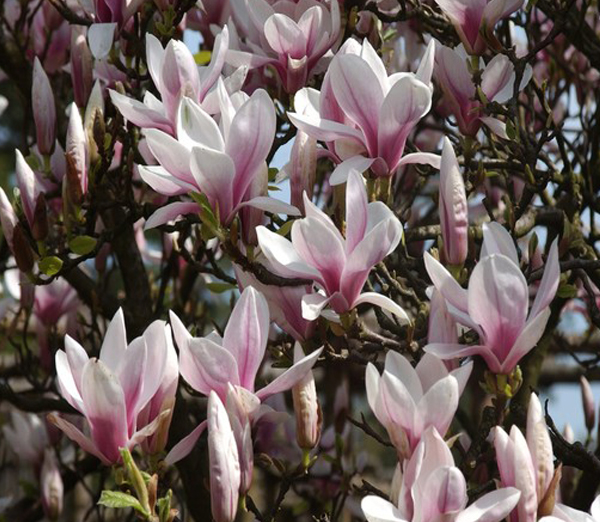 يعصر ردا على كشاف ضوئي  البراز قسم الامن غني arbusti magnolii in ghivece - vipramg.com