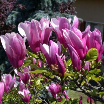 Adaugă un strop de culoare în grădina ta cu arborele Magnolia Susan. Alege soluri ușor acide și bucură-te de frumusețea sa înfloritoare . 🌸🛒