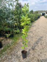 Platanus acerifolia (Platan) la ghiveci - imagine 2