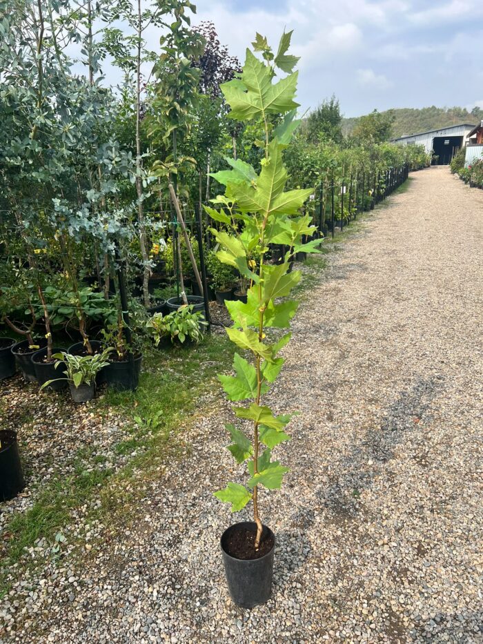 Platanus acerifolia (Platan) la ghiveci - imagine 2