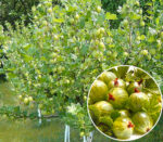 Agriș Verde cu port înalt este un arbust viguros, cu o creștere verticală. Poate atinge înălțimi semnificative.Comandă acum! 🌿🛒