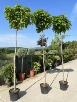 Catalpa Bignonioides pe picior la ghiveci - imagine 2