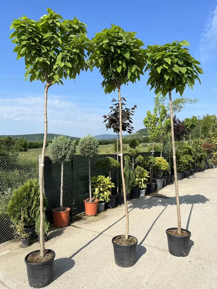 Catalpa Bignonioides pe picior la ghiveci - imagine 2