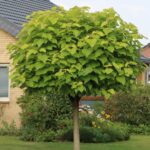 Transformă-ți grădina într-un paradis cu Catalpa bignonioides 'Nana' pe picior! Cu o culoarea de verde strălucitoare și galben pal.Comandă acum! 🛒