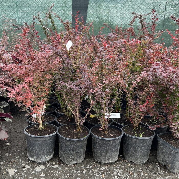 Berberis Thunbergii Atropurpurea la ghiveci - imagine 2
