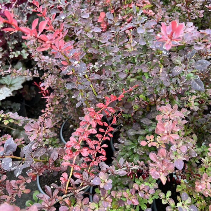 Berberis Thunbergii Atropurpurea la ghiveci - imagine 3