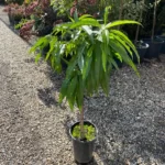 nectarin pitic ghiveci pepiniera