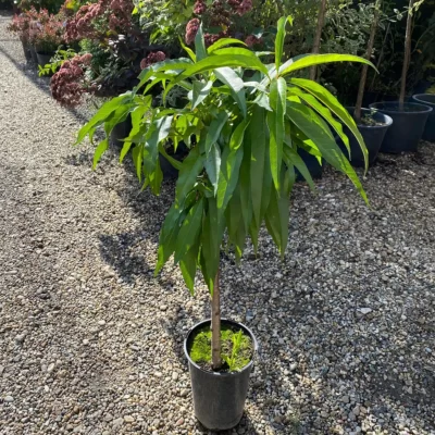 nectarin pitic ghiveci pepiniera