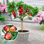 Alege nectarin pitic, un arbust minunat cu fructe mici, pieliță subțire și pulpa aurie-gălbuie. Savurează aroma sa deosebită! 🍑🛒