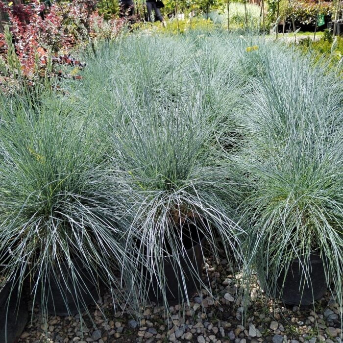 Festuca glauca (iarbă albastră) la ghiveci - imagine 3