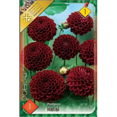 Adăugă un strop de culoare și veselie în grădina ta cu Dahlia pompon Natal l de 60 cm înălțime. Florile apar în aprilie-mai și iunie-octombrie. 🌸
