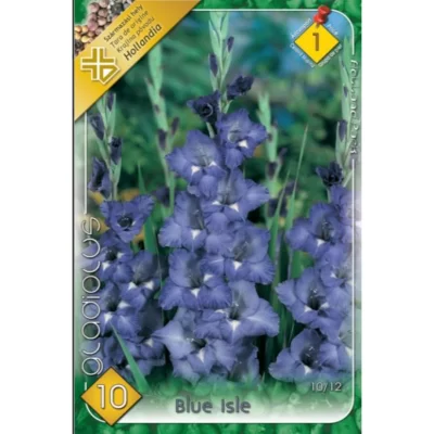 Planteaza Gladiolus Blue Isle si bucura-te de flori albastre spectaculoase in gradina ta. Adauga o nota de culoare si rafinament cu aceasta varietate unica!