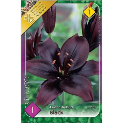 Lilium Asiatic negru - floarea perfectă pentru grădina ta. Crește până la 60 cm în înălțime. Alege frumusețea naturală! 🌺