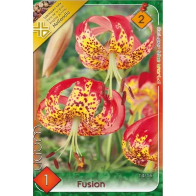 Dă viață grădinii tale cu Lilium Fusion! Această floare deosebită înflorește începând din martie până în iulie, oferindu-ți o explozie de culori! 🌸