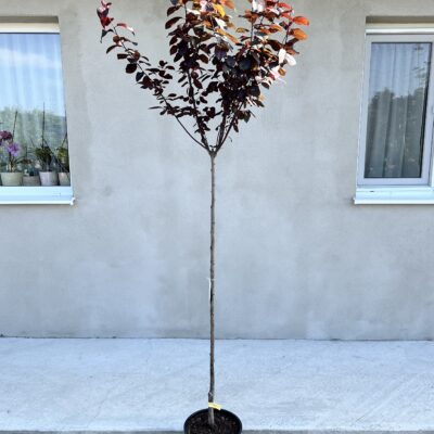 Prunus Cerasifera Nigra