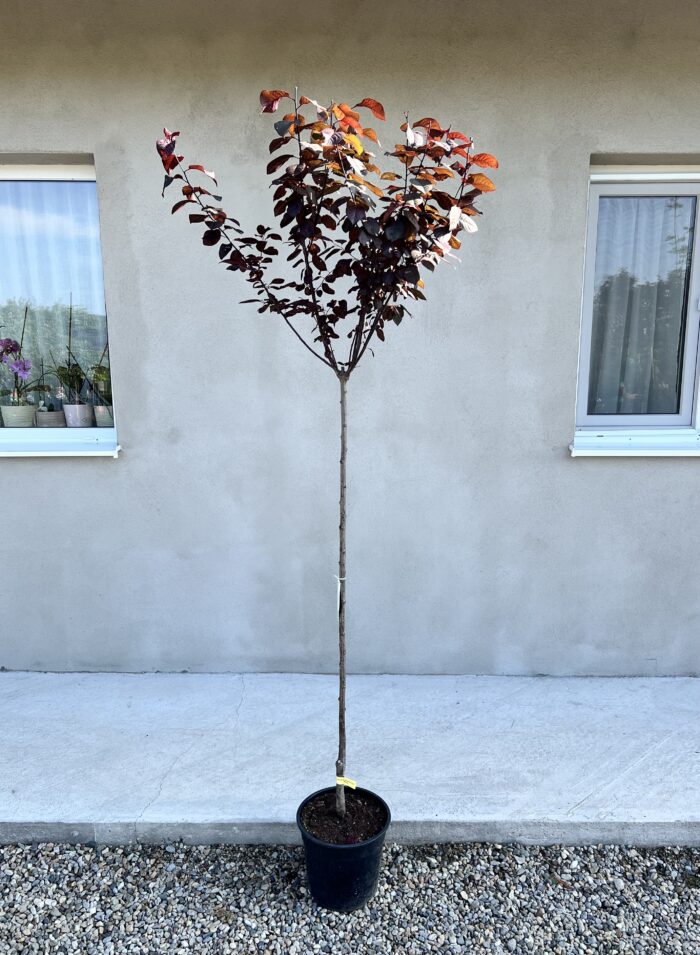Prunus Cerasifera Nigra