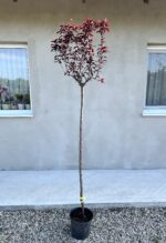 Prunus Cerasifera Nigra